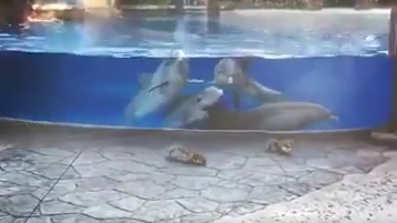Video: Đàn cá heo tò mò xem 2 chú sóc chơi ngoài bể nước